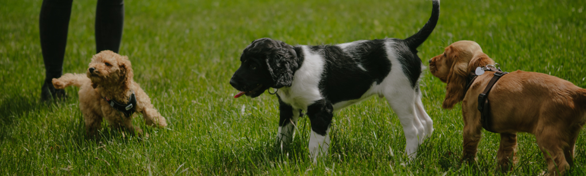 Das Übersichtsbild zu unseren Kursen. Man sieht im Hintergrund ein paar Menschen im Wald stehen. im Vordergrund liegen drei entspannte Hunde und warten auf den Rückruf.