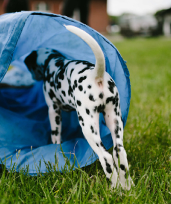Ein Dalamatiner Welpe erkundet einen blauen Tunnel der auf einer grünen Wiese liegt