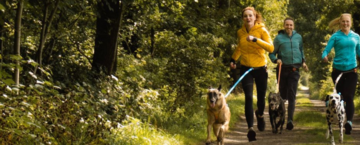Drei Erwachsene laufen mit Ihren Hunden an CnaiCross Geschirren über einen Walsweg. Die Sonne scheint und alle haben sichtlich Spaß. Foto von Carolin Jütz