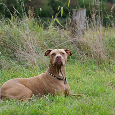 Ein liegender Hund. Bild von Sabine Braun.
