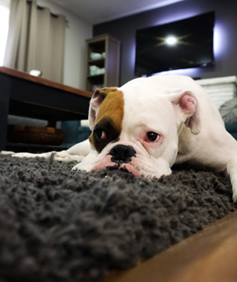 Eine englische Bulldogge liegt flach auf einem Teppich und schaut traurig