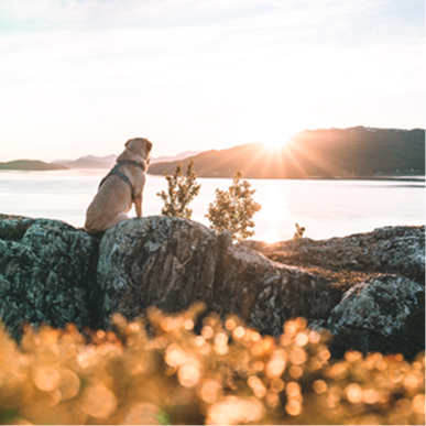 Ein heller Labrador sitzt auf einem Felsen mit dem Rücken zum betrachter, sein Blick ist auf das vor Ihm liegende Meer gerichtet.