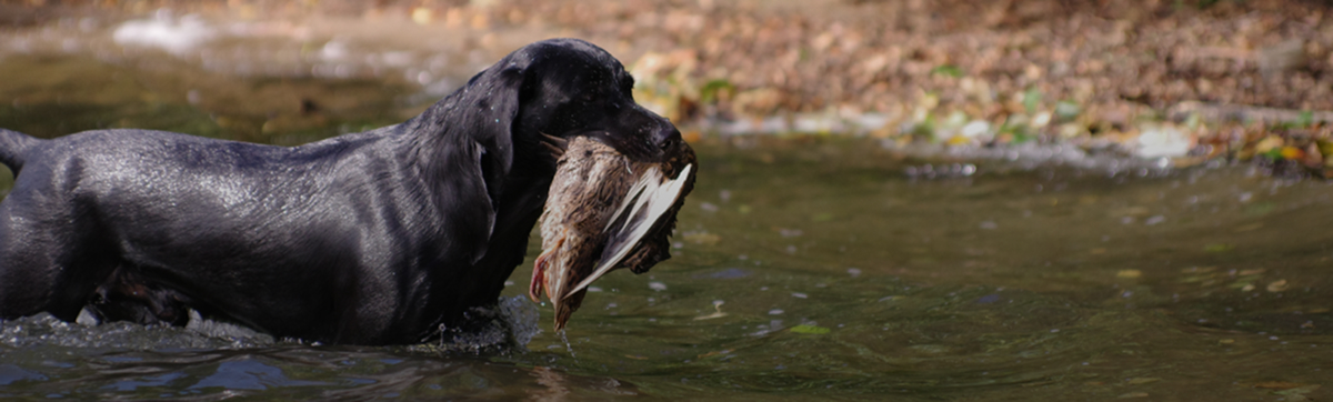 Das Übersichtsbild zu unseren Kursen. Man sieht im Hintergrund ein paar Menschen im Wald stehen. im Vordergrund liegen drei entspannte Hunde und warten auf den Rückruf.