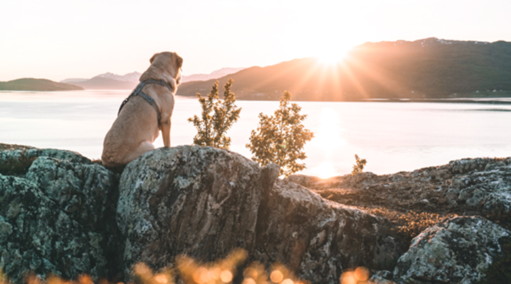 Eine entspannd liegende Mischlingshündin mit kurzen braunen Fell.  Bild von Sabine Braun.