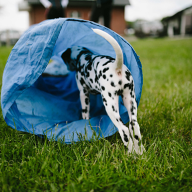 Ein Dalamatiner Welpe erkundet einen blauen Tunnel der auf einer grünen Wiese liegt