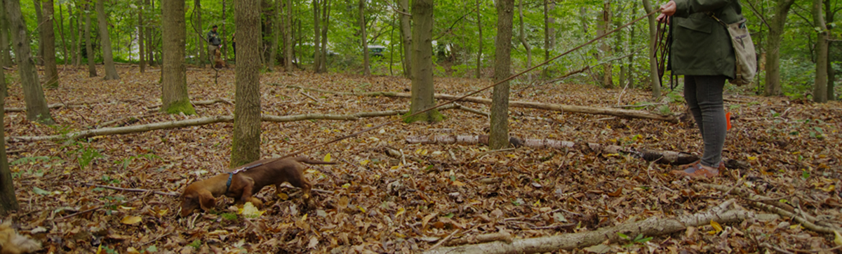 Das Übersichtsbild zu unseren Kursen. Man sieht im Hintergrund ein paar Menschen im Wald stehen. im Vordergrund liegen drei entspannte Hunde und warten auf den Rückruf.