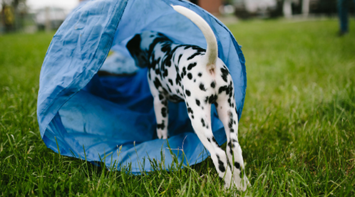 Ein Dalamatiner Welpe erkundet einen blauen Tunnel der auf einer grünen Wiese liegt