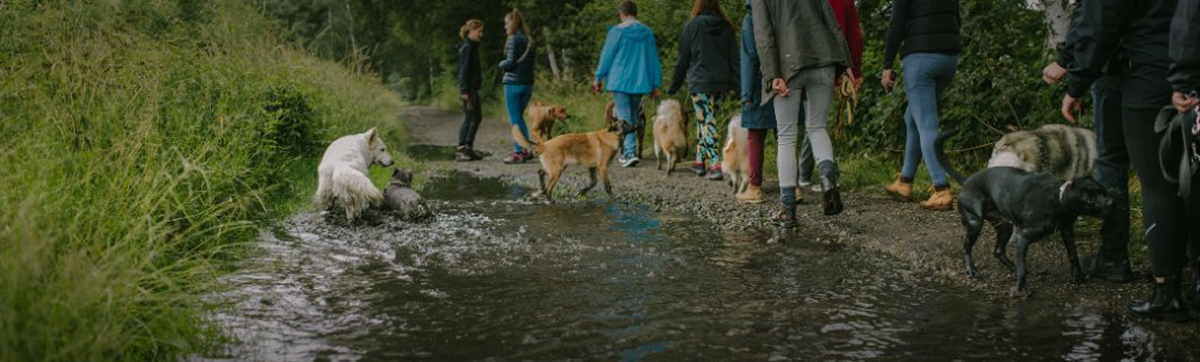 Das Übersichtsbild zu unseren Kursen. Man sieht im Hintergrund ein paar Menschen im Wald stehen. im Vordergrund liegen drei entspannte Hunde und warten auf den Rückruf.