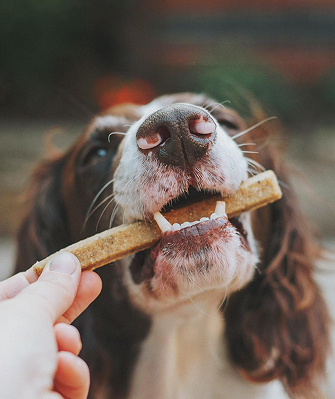 Ein Spaniel nimmt sanft eine Kaustange aus einer Hand