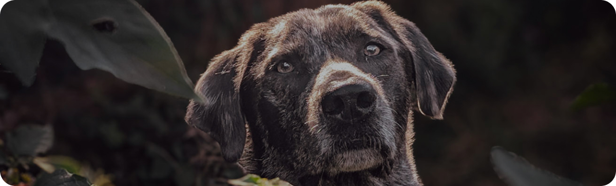 Das Übersichtsbild zu unseren Kursen. Man sieht im Hintergrund ein paar Menschen im Wald stehen. im Vordergrund liegen drei entspannte Hunde und warten auf den Rückruf.