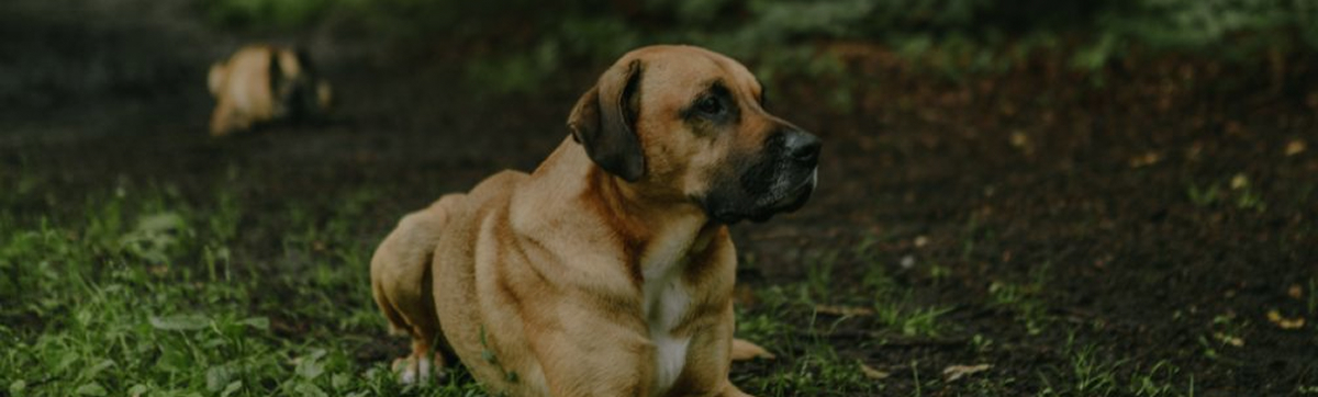 Das Übersichtsbild zu unseren Kursen. Man sieht im Hintergrund ein paar Menschen im Wald stehen. im Vordergrund liegen drei entspannte Hunde und warten auf den Rückruf.