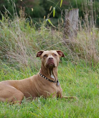 Eine entspannd liegende Mischlingshündin mit kurzen braunen Fell.  Bild von Sabine Braun.