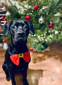 Hund mit roter Schleife als Weihnachtsgeschenk unterm Weihnachtsbaum